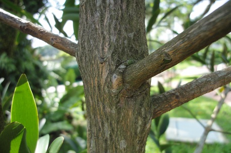Agathis borneensis