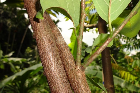 Annona squamosa