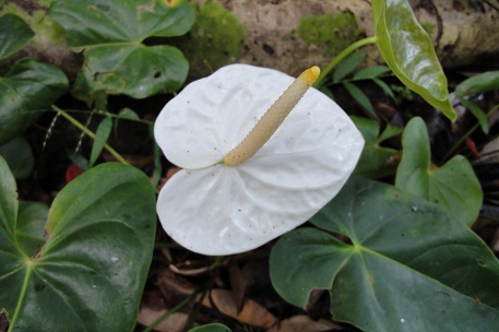 Anthurium andraeanum