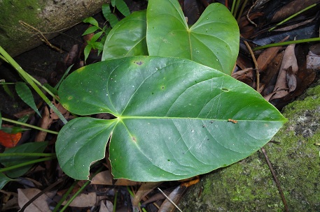 big dieffenbachia 8in-10in Dieffenbachia – Paraíso Plant Studio