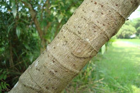 Cecropia pachystachya