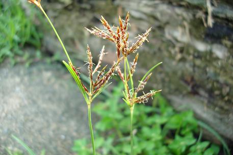 Cyperus rotundus