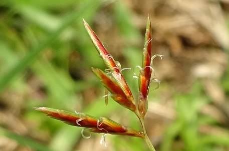 Cyperus rotundus