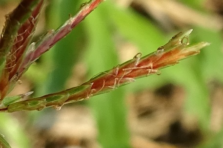 Cyperus rotundus