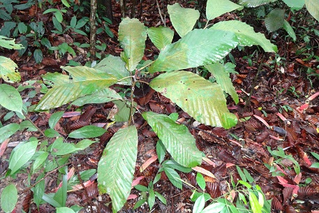 Dipterocarpus kunstleri