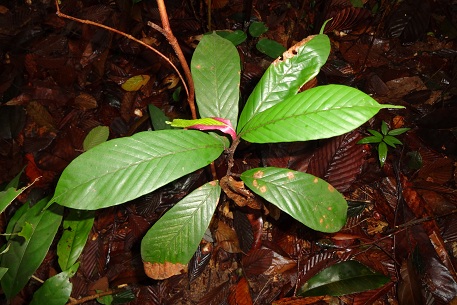 Dipterocarpus tempehes