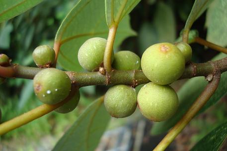Ficus grossularioides
