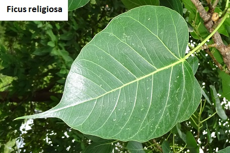 Ficus rumphii