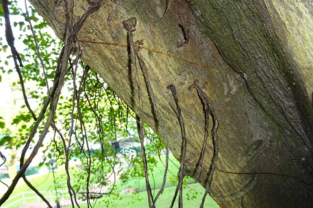 Ficus rumphii