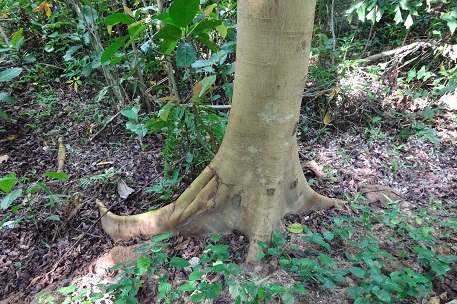 Ficus variegata