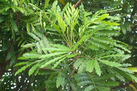 Filicium decipiens