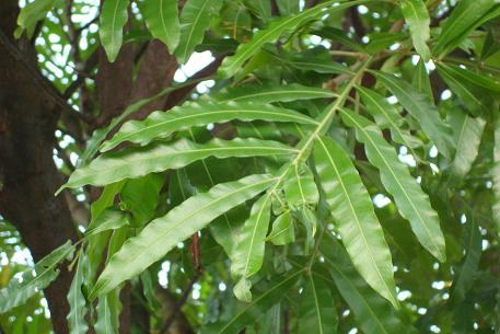 Filicium decipiens