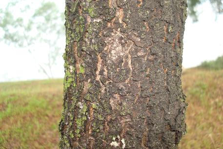 Filicium decipiens