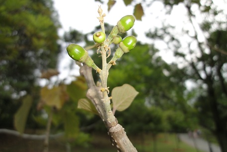 Gmelina arborea
