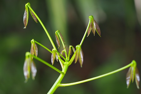 Hevea brasiliensis
