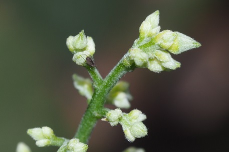 Hevea brasiliensis