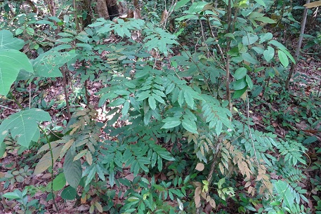 Koompassia malaccensis
