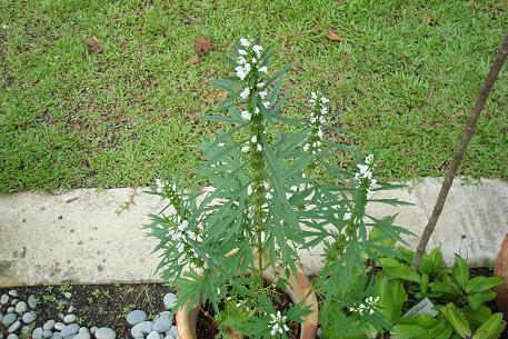 Agripaume Du Japon BIO - Lot De 3 Plants Leonurus Japonicus - Plante Vivace Médicinale Et Mellifère - 6