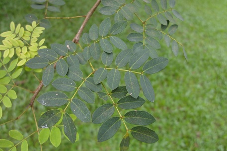 Libidibia ferrea