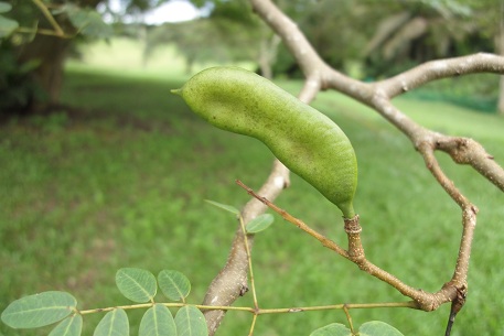Libidibia ferrea