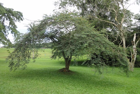 Libidibia ferrea