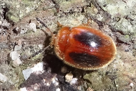 Handsome Fungus Beetle