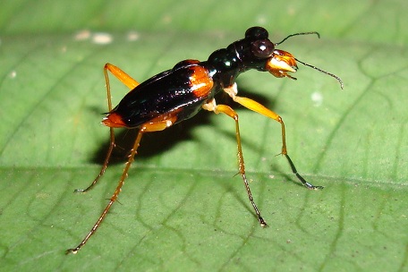 Therates sp