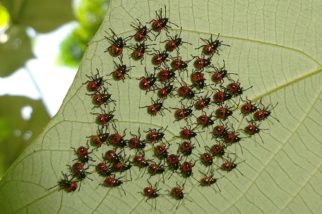 Cantao ocellatus