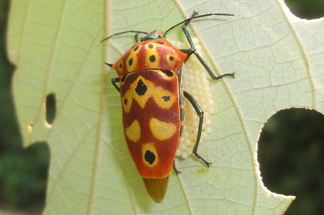 Cantao ocellatus