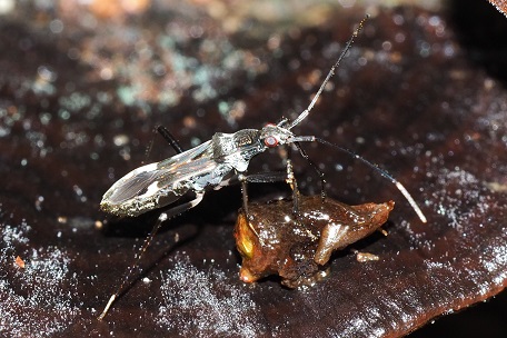 Metochus abbreviatus