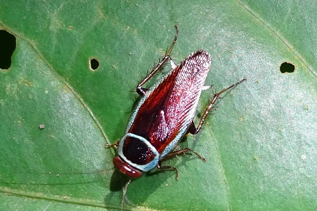 Cockroach