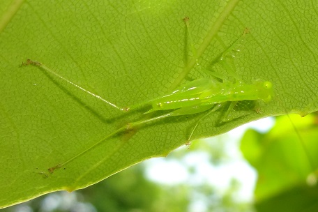 Asiophlugis temasek