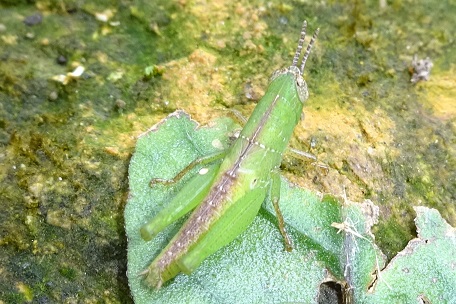 Grasshopper