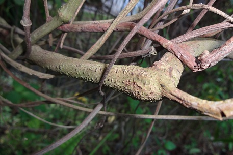 Mucuna pruriens
