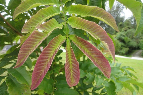 Peronema canescens