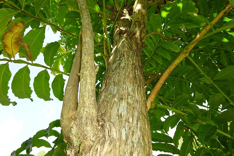 Peronema canescens