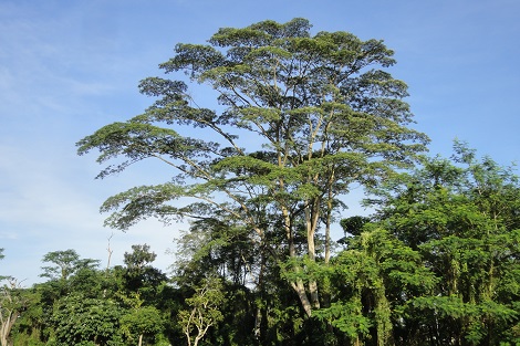 Albizia Trees