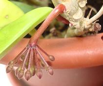 Hoya Seed Pod
