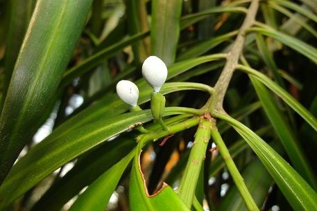 Podocarpus rumphii