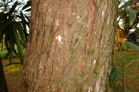 Podocarpus rumphii