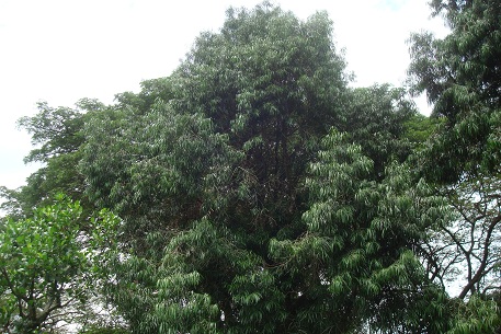 Podocarpus rumphii