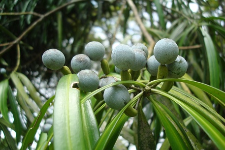 Podocarpus rumphii