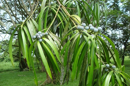 Podocarpus rumphii