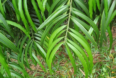 Podocarpus rumphii