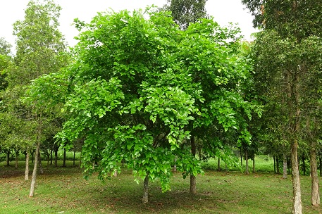 Pongamia pinnata