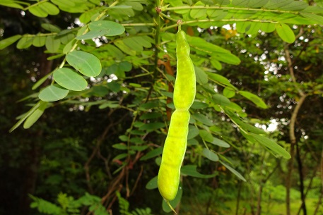 Senna surattensis