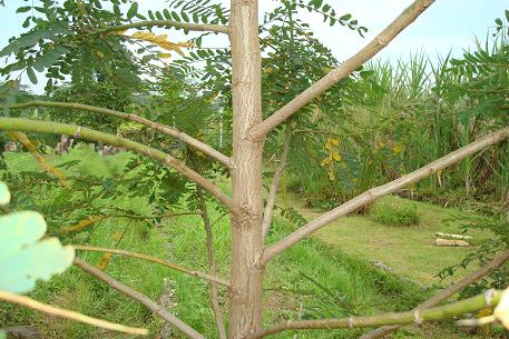 Sesbania grandiflora