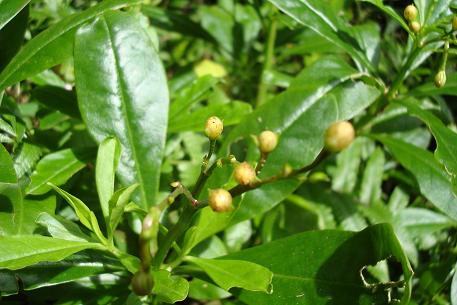 Talinum fruticosum
