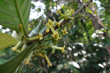 Timonius wallichianus