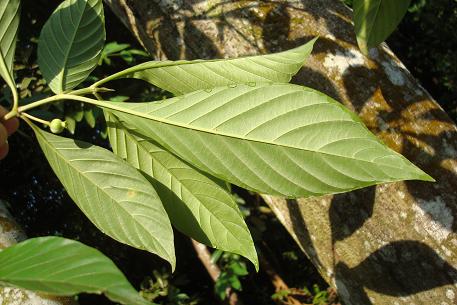Timonius wallichianus